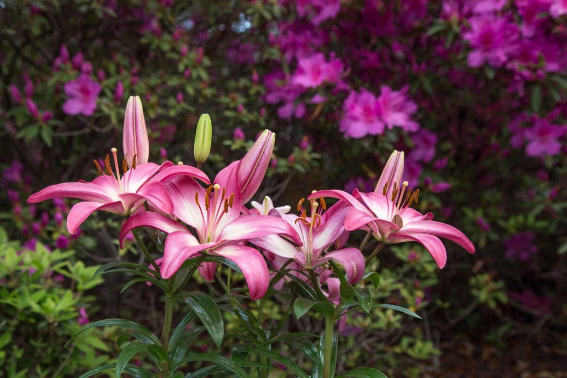 Witness creativity at Azalea's inspiring garden tour | Digital Exclusives