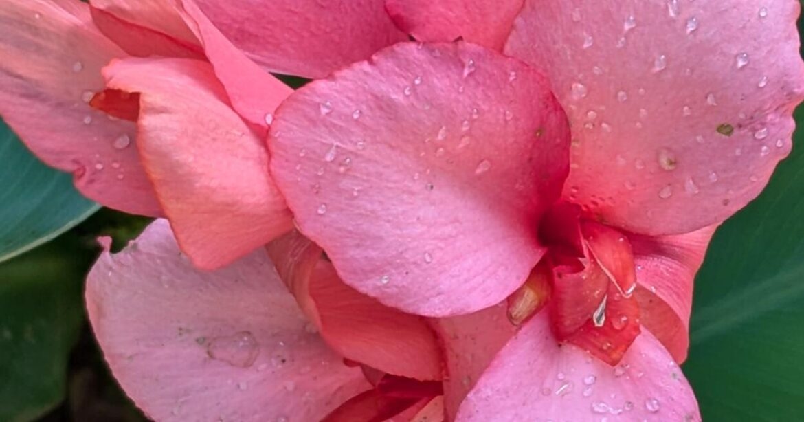 Summer bulbs can start now | Tony Tomeo | Home & Garden