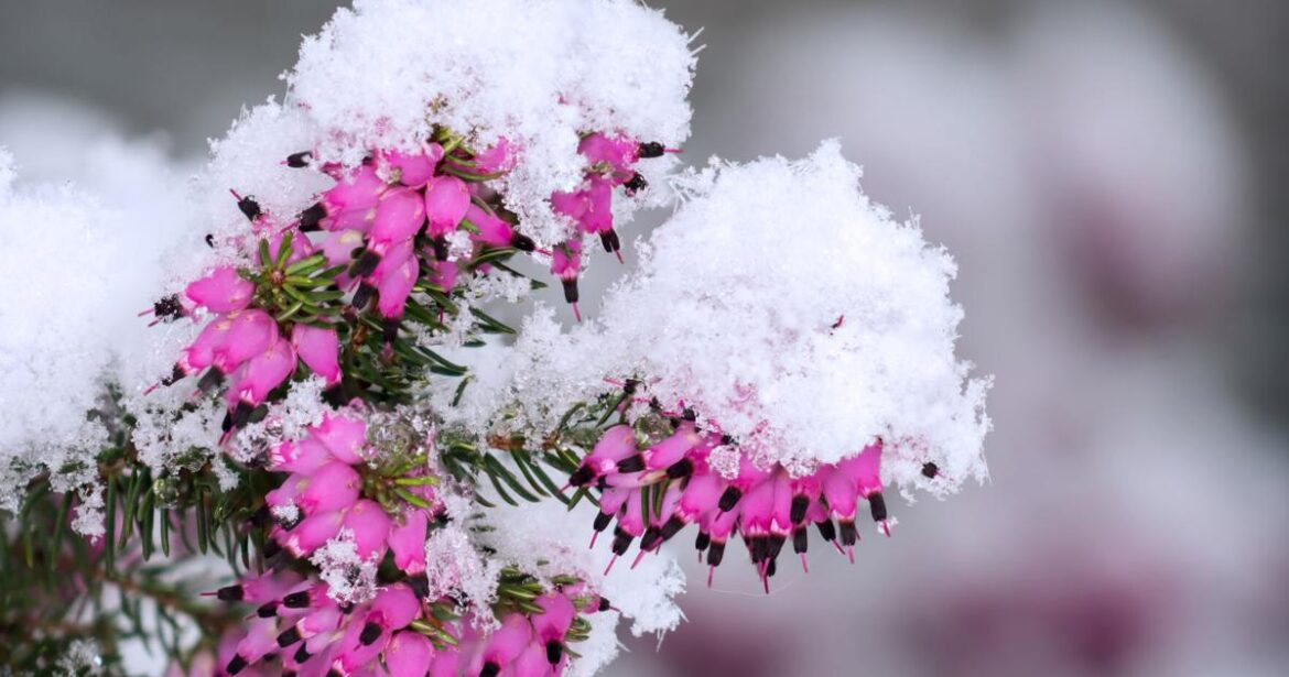 Gardening Column: Late Winter Garden Gardening Column: Late Winter Garden