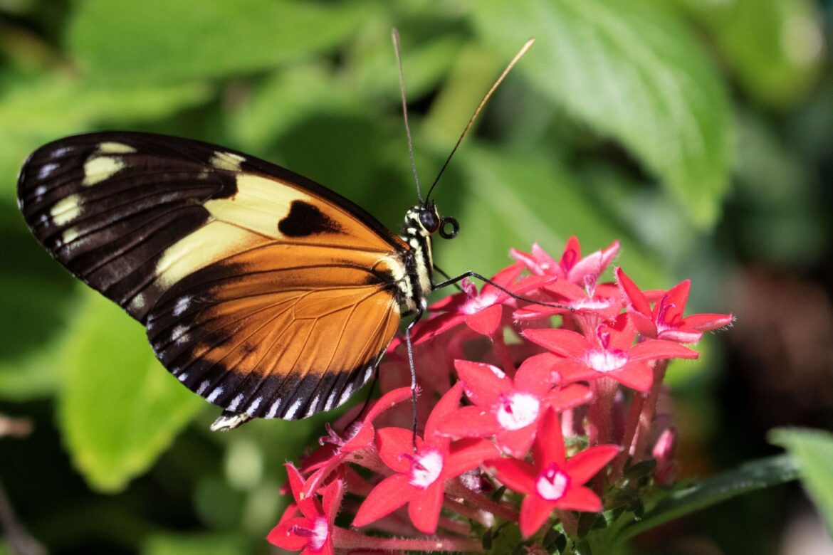 Butterflies returning to FW Botanic Garden