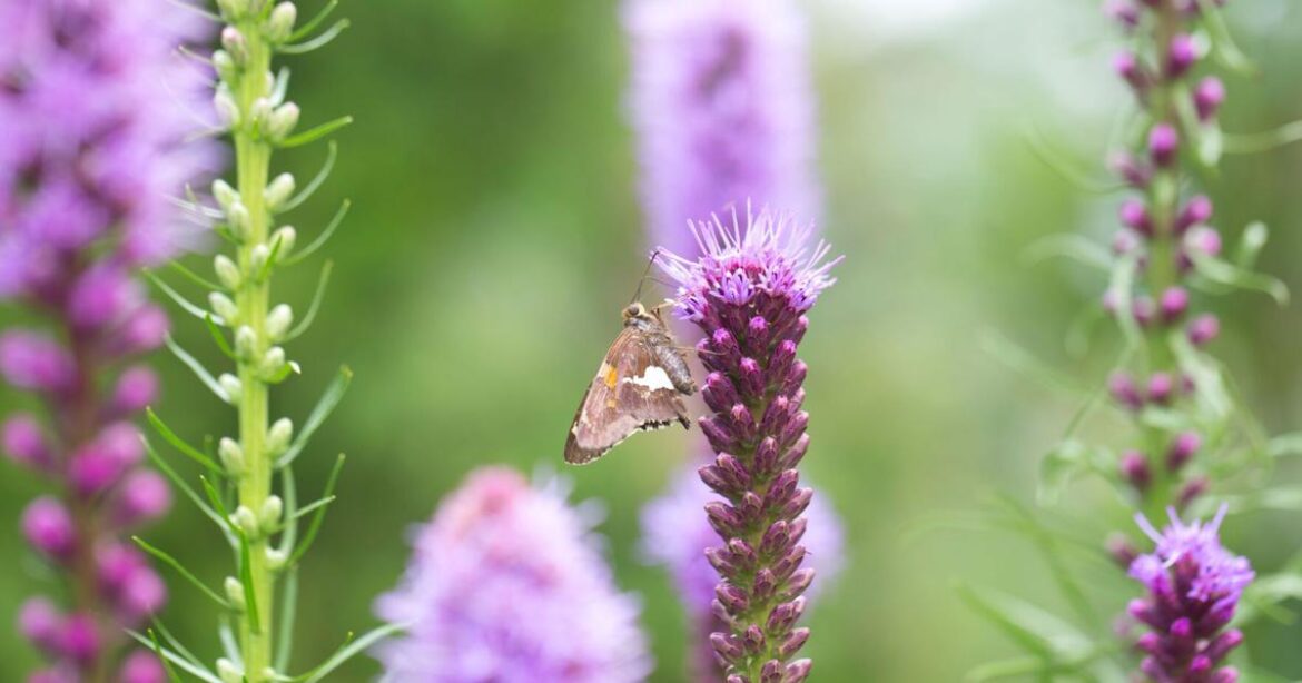 HOME AND GARDEN: Bulbs with season long color and pollinator appeal | Premium Plus