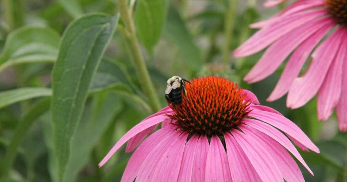 Master Gardeners plan spring seminar | Lifestyles