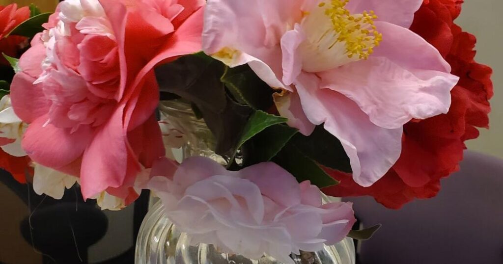 Nevada County Captures: Camellias from Peggy’s cement hill garden | Multimedia Nevada County Captures: Camellias from Peggy's cement hill garden | Multimedia