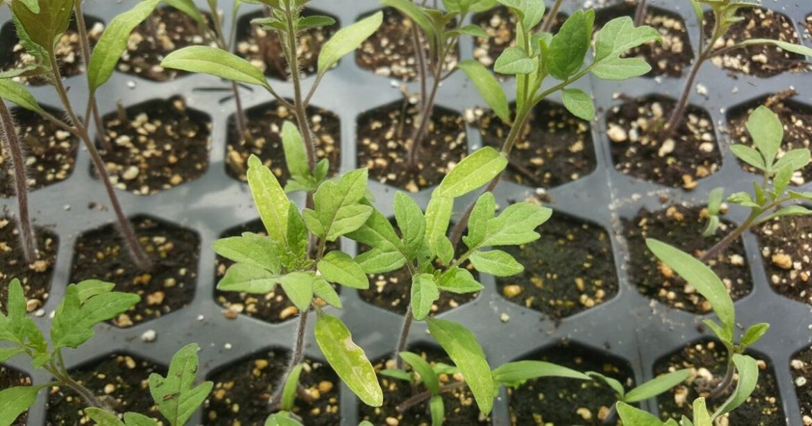 When to plant spring garden vegetables in the Pee Dee