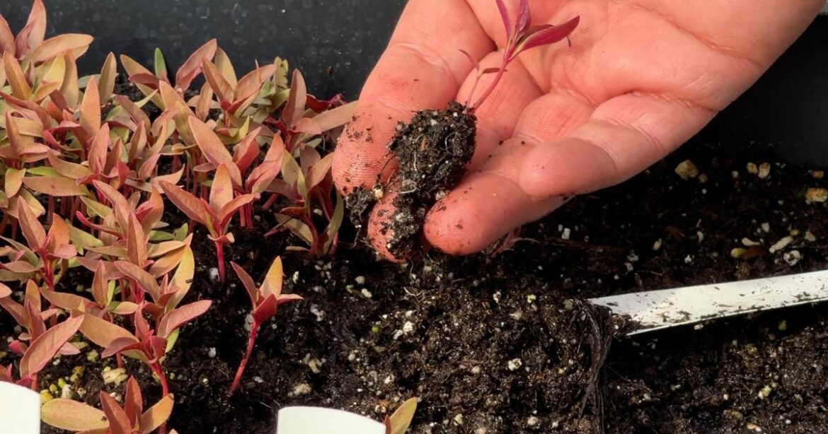 LSU AgCenter expert shares tips for starting spring seeds indoors | Johnette’s Garden Club