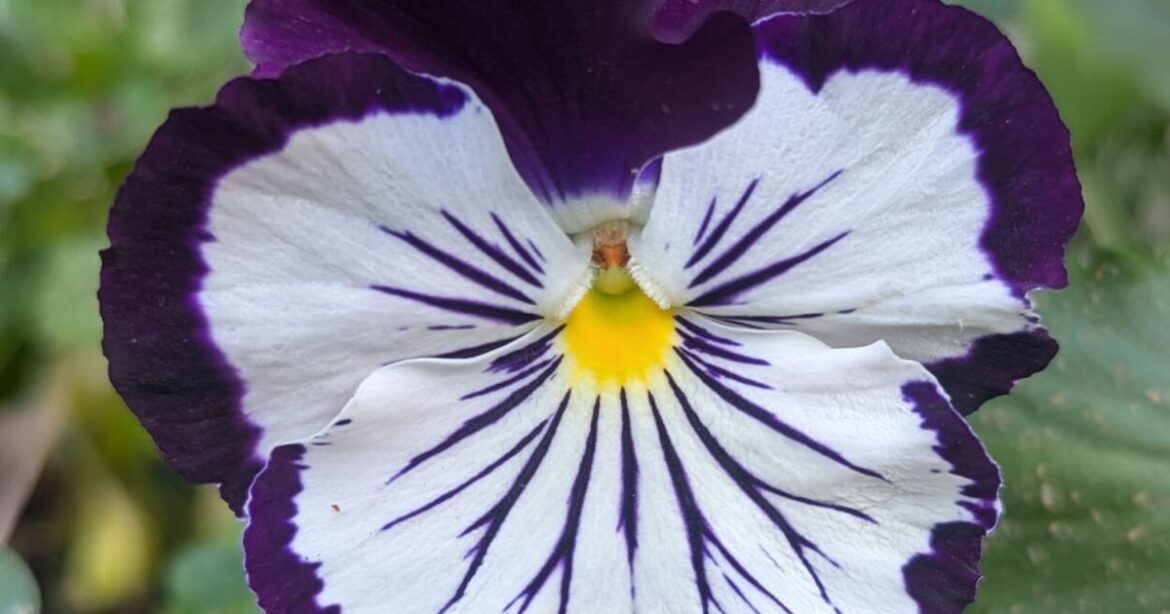 Warm season annuals are next | Tony Tomeo | Home & Garden