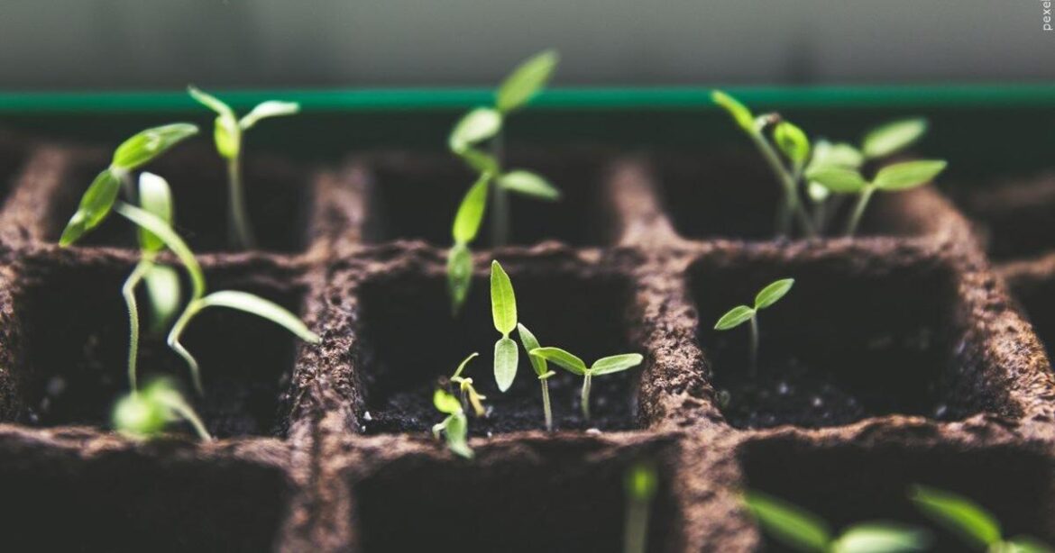 Paducah Welcoming Applicants for Community Garden Plots | News