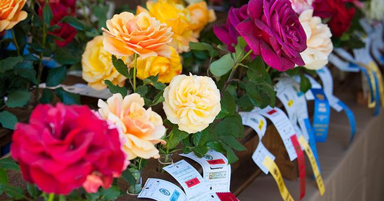 Crown Garden Club … | Coronado Island News Crown Garden Club ... | Coronado Island News