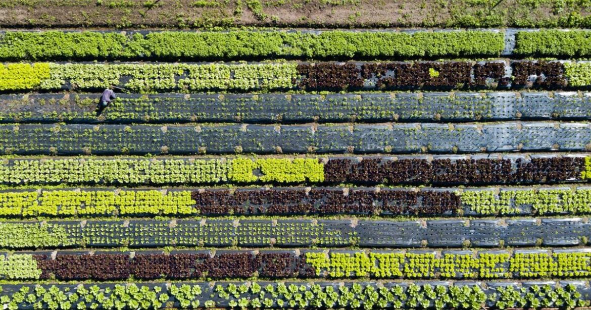 Crop rotation: How to have a healthier, more productive vegetable garden | Home And Garden Crop rotation: How to have a healthier, more productive vegetable garden | Home And Garden