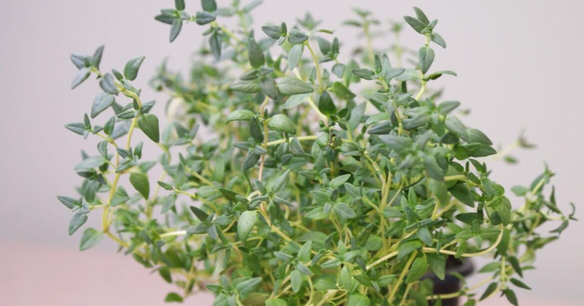 In the Garden | It’s about that thyme | Gardening In the Garden | It's about that thyme | Gardening