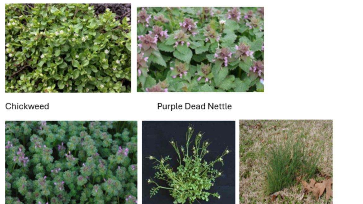 Plants of the Week - Weeds in your garden | 1490 WMRN