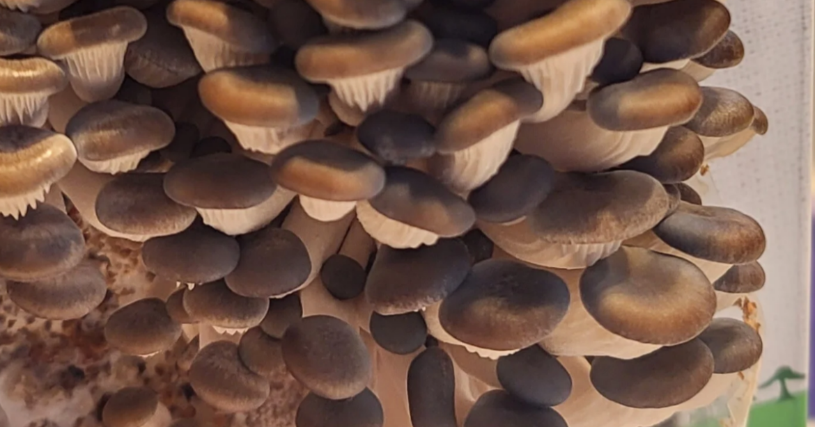 Gardening Briefs - Feb 26, 2026 | The World