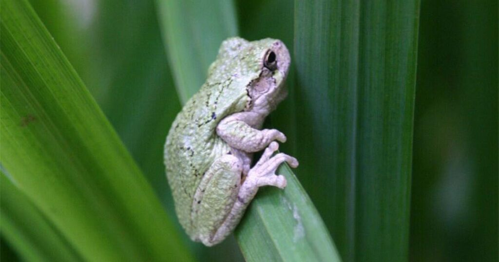 Hop into spring with Master Gardeners’ March classes | Community Hop into spring with Master Gardeners' March classes | Community