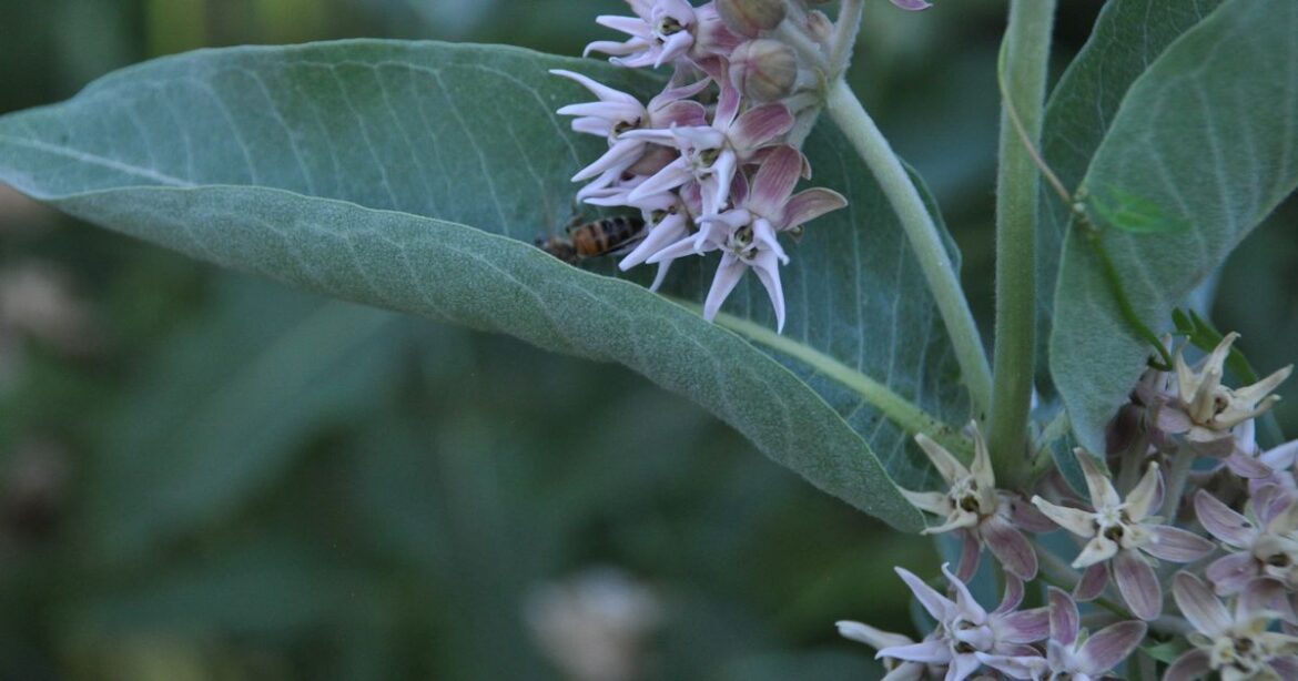 Using native plants in your landscape will help pollinators