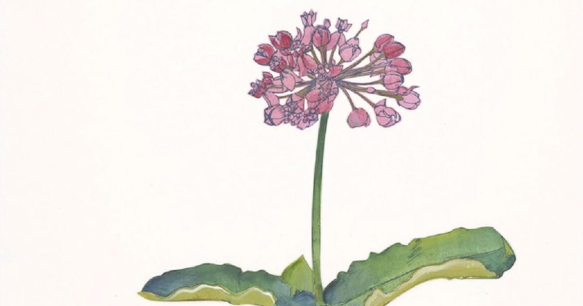 Critic's Pick — Billy Renkl: 'The Weedy Garden' | Critics' Picks