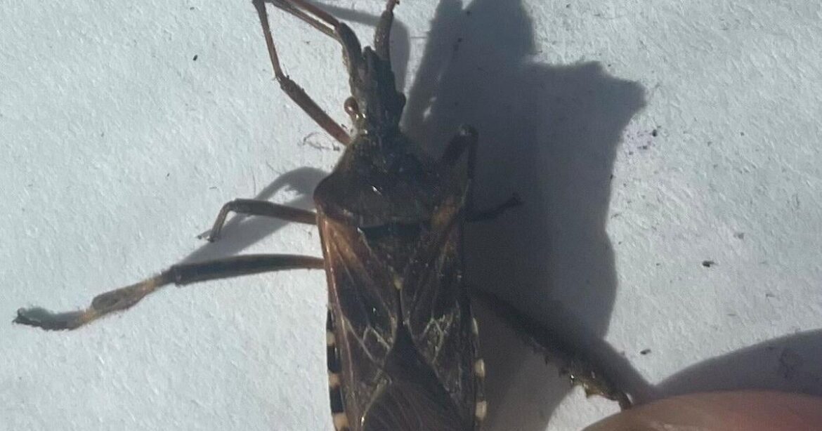 Garden Clippings: Squash bugs, stink bugs – know the difference | Local News Garden Clippings: Squash bugs, stink bugs – know the difference | Local News