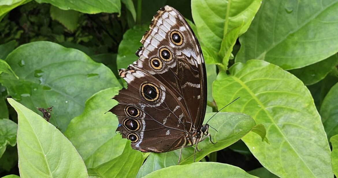Calusa Garden Club Visits Fairchild Tropical Botanic Garden | Clubs & Organizations Calusa Garden Club Visits Fairchild Tropical Botanic Garden | Clubs & Organizations