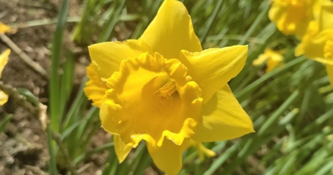 6 Gardening Jobs To Complete In March 6 Gardening Jobs To Complete In March