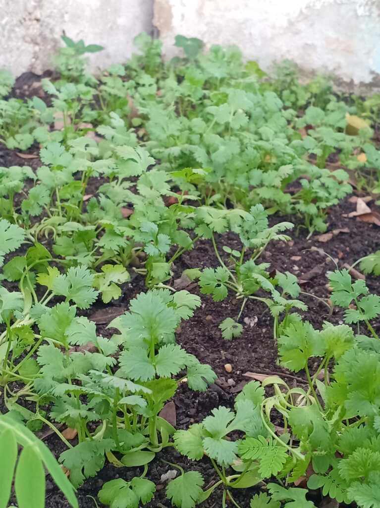 cilantro plants are beautiful and healthy