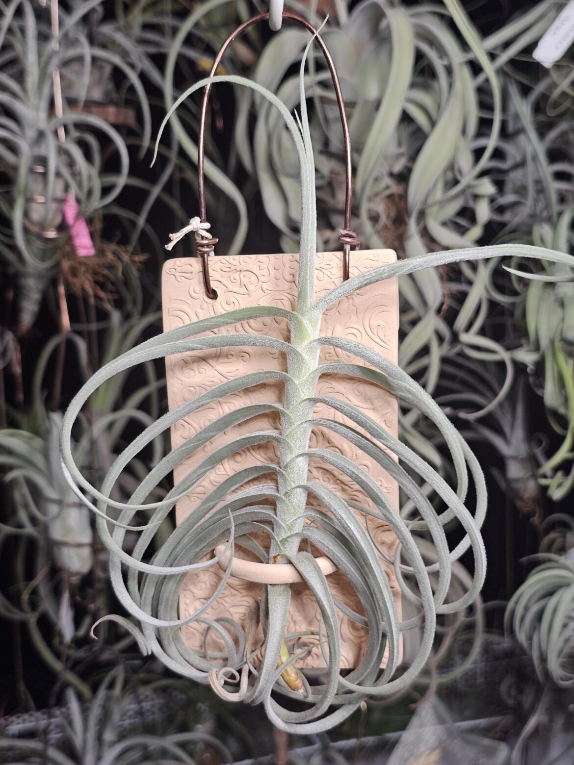 My Collection (Part 48): T. Holm's Mother Lode