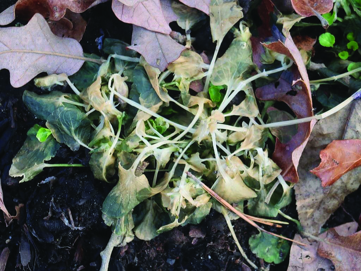 IN THE GARDEN: Caring for pansies after winter storm | The Arkansas Democrat-Gazette