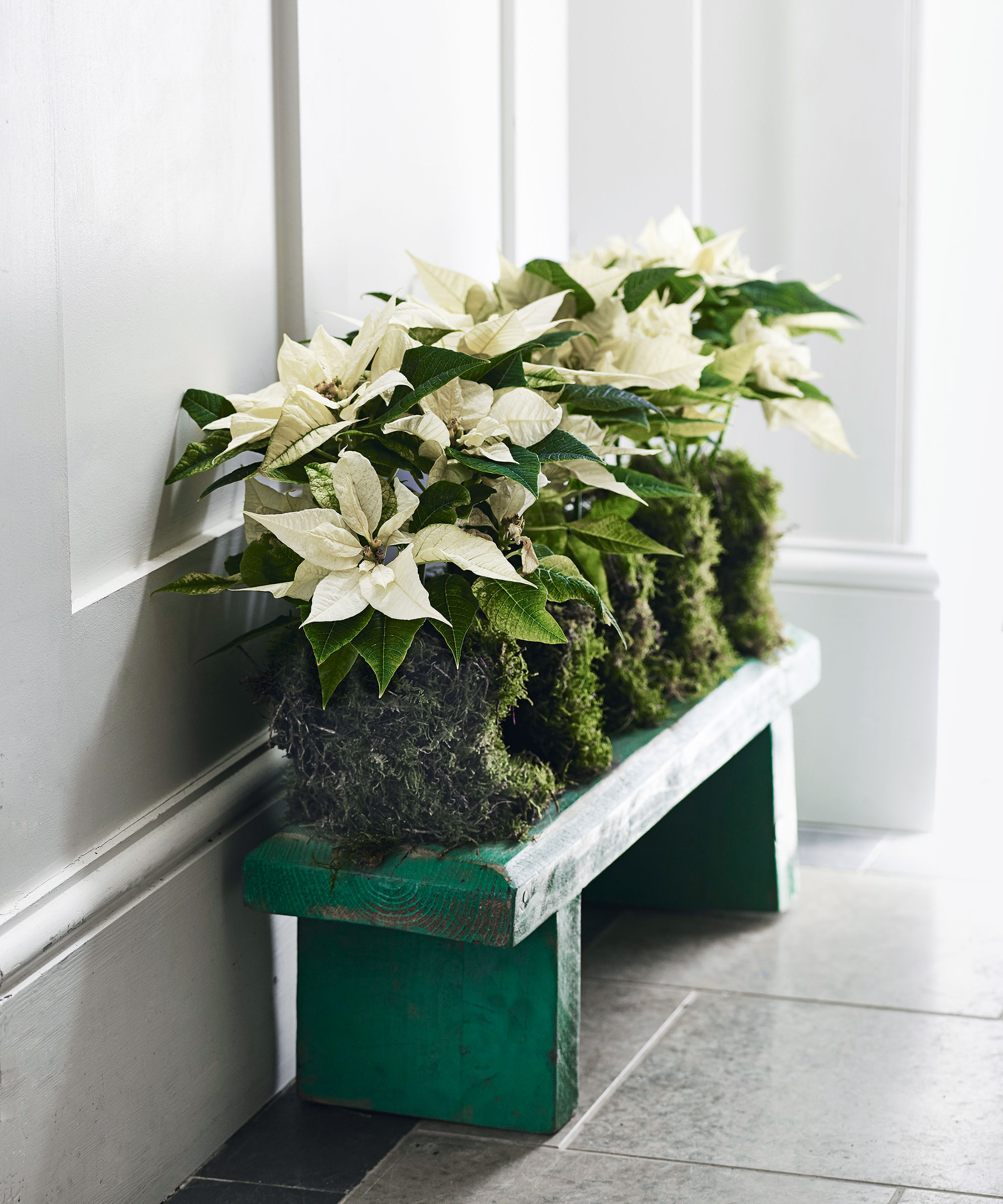 Three creamy white poinsettia plants nestled in dark, textured moss bases and arranged in a row on a weathered green wooden bench. The bench is placed against a pale grey paneled wall in a bright, sunlit hallway with a stone tile floor.