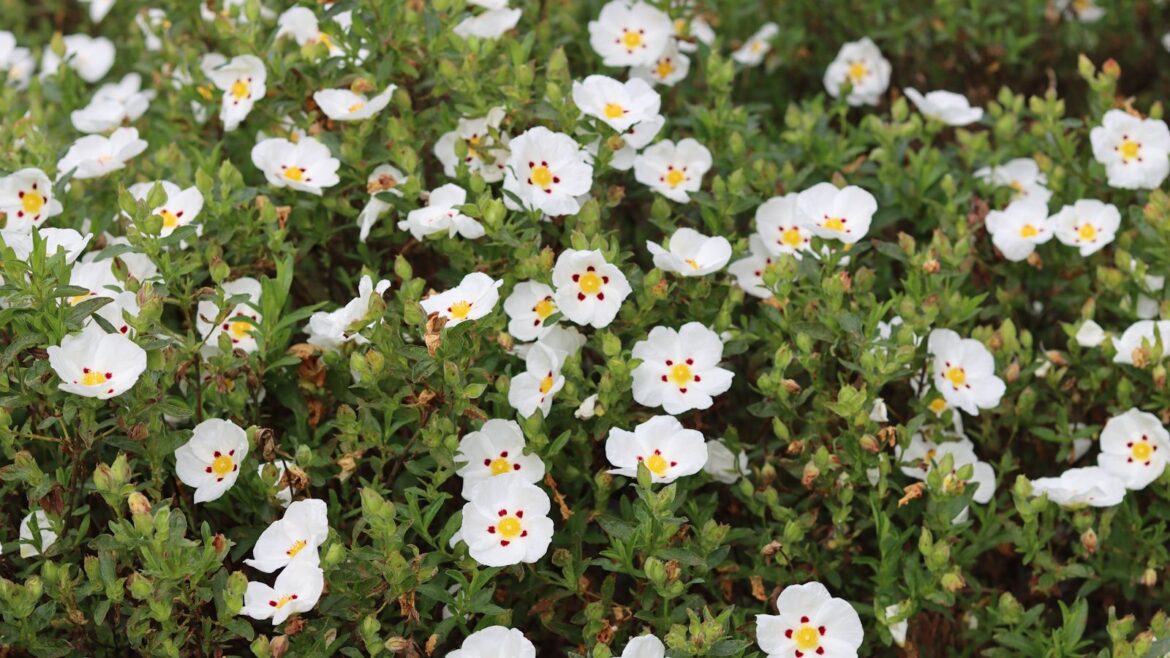 5 Low-Maintenance Evergreen Shrubs to Boost Curb Appeal rock rose or cistus shrub covered in white flowers