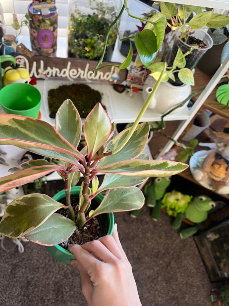 My unidentified plant that I’ve had a year is flowering??