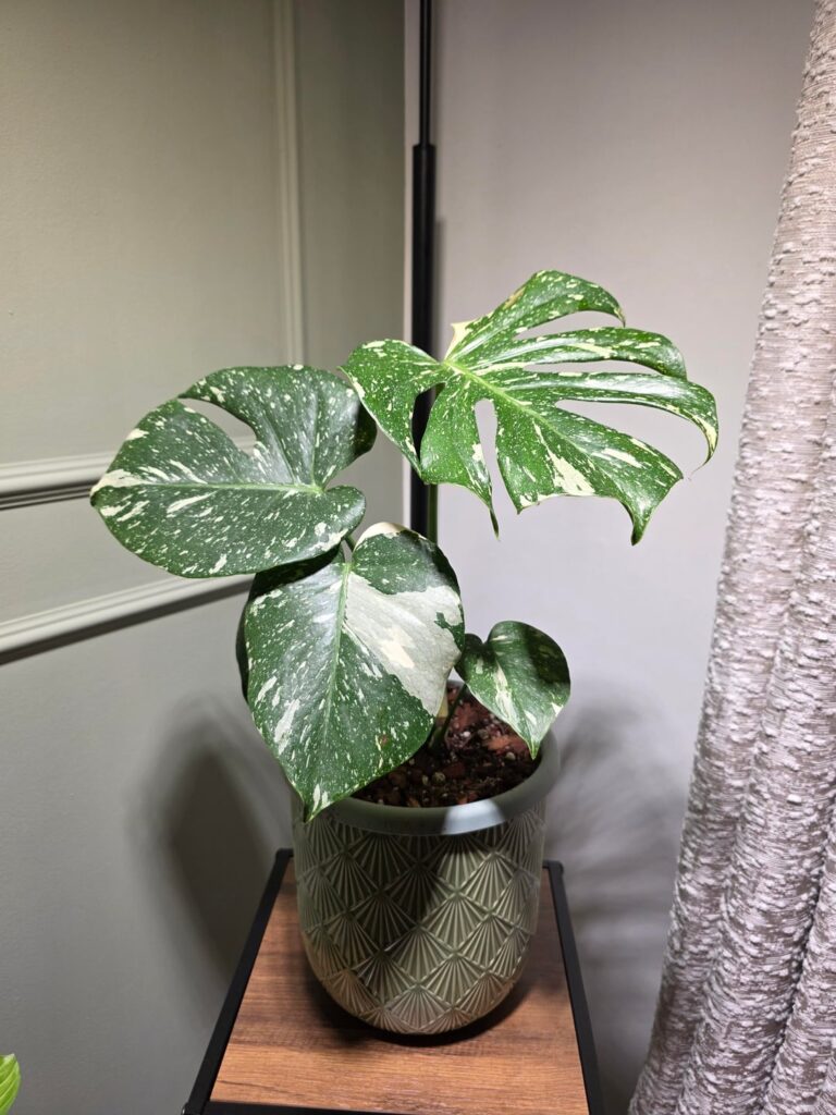 New to Monsteras. My constellation.