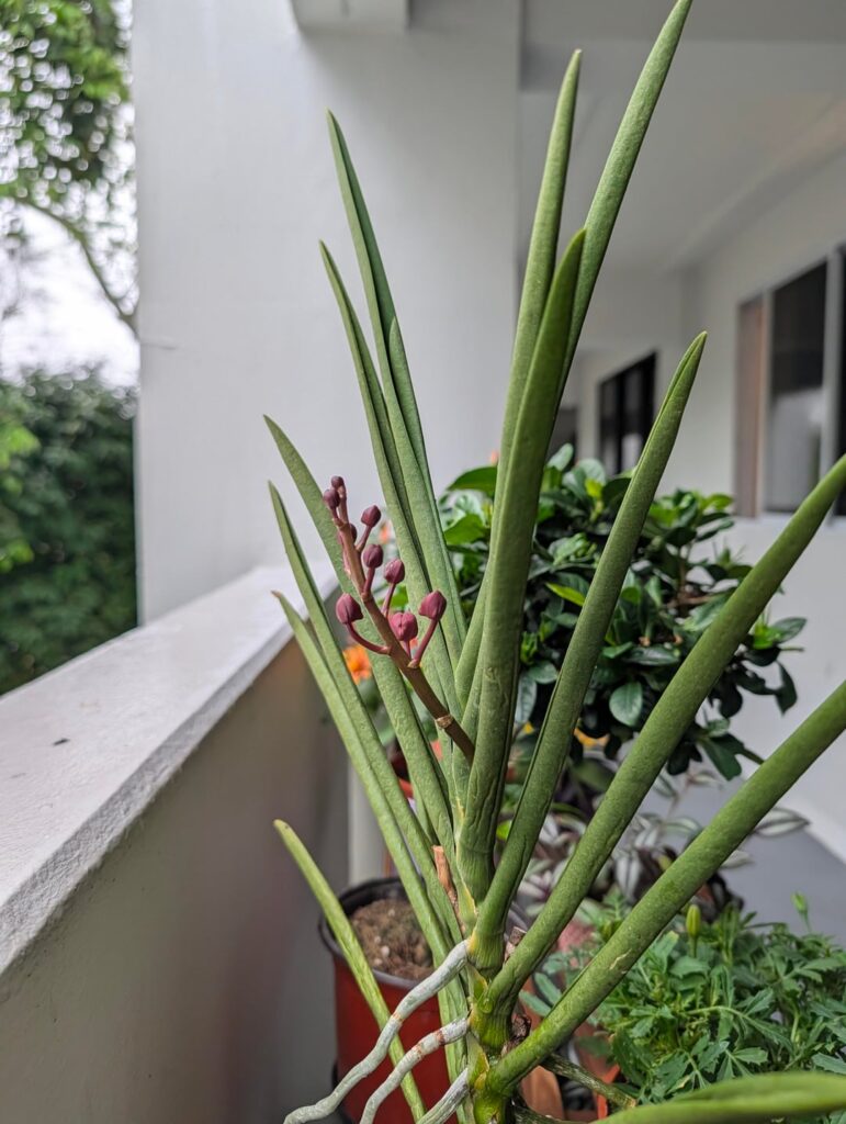I'm so excited, they're both going to bloom 🤩 (Pararenanthera, Brassocattleya)