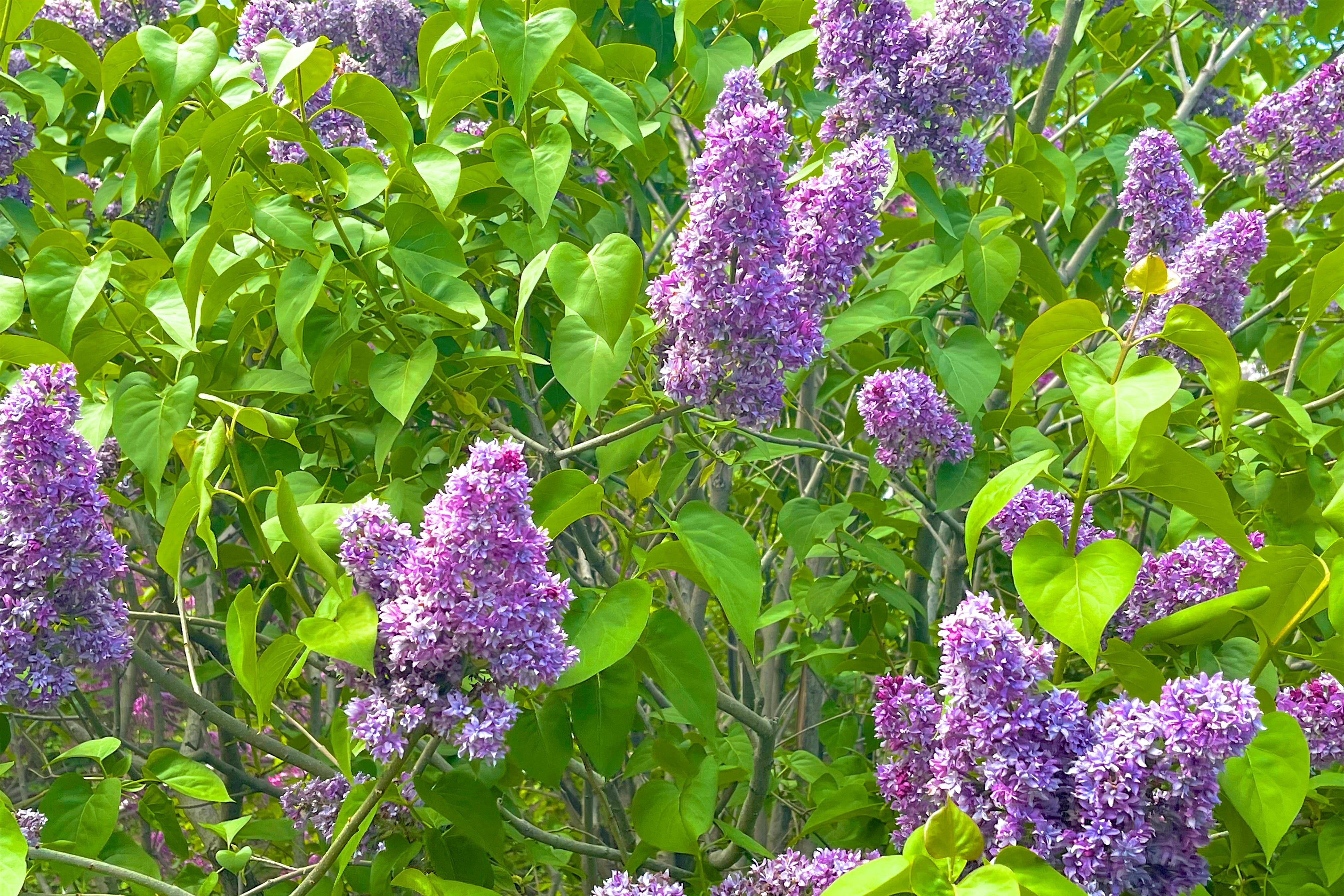 Purple lilac in bloom