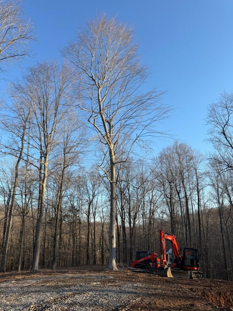 Should I be concerned about this beech tree?