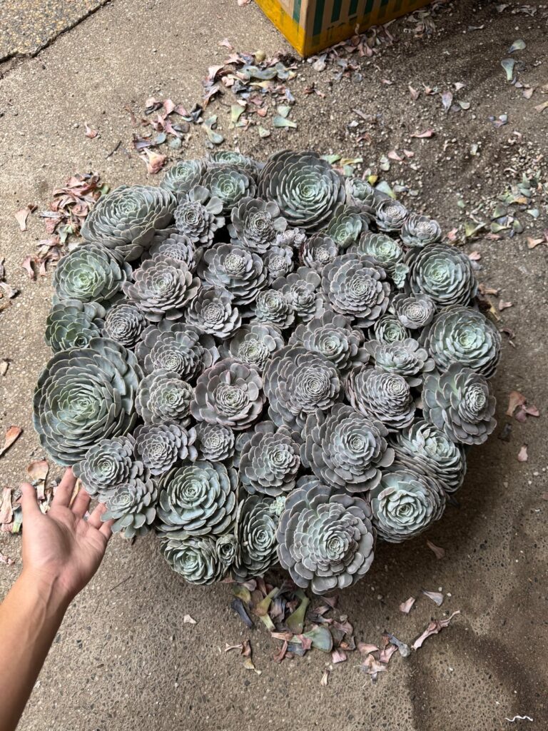 Removing dried leaves from my E. Wavellite