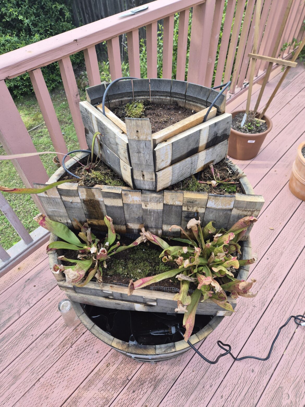 Sarracenia Wine Barrel Planter