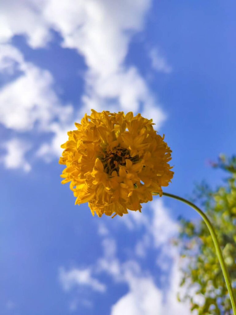 Single yellow marigold flower with sky background