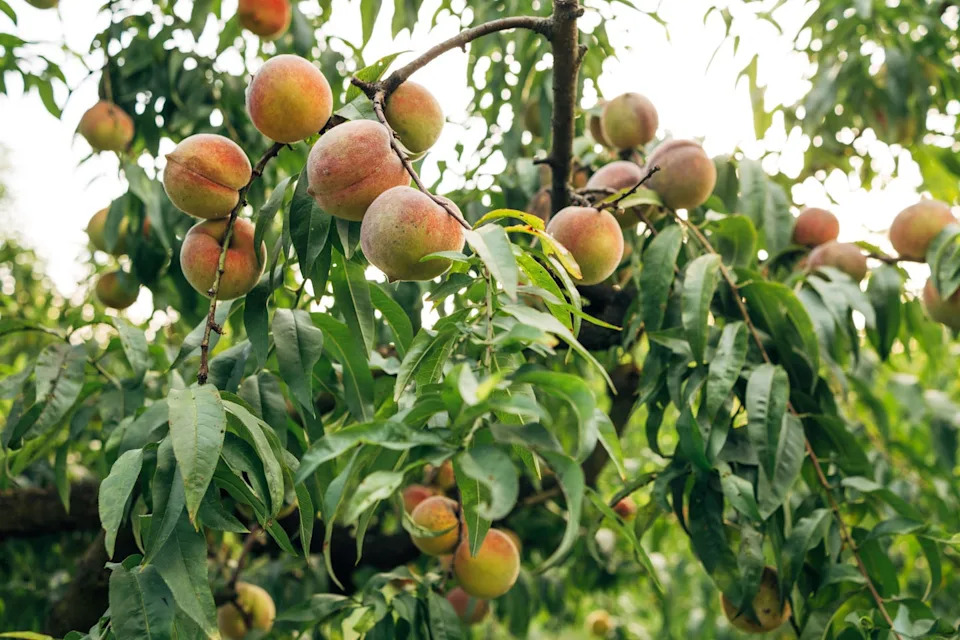 branch strewn with peaches on a tree in the garden