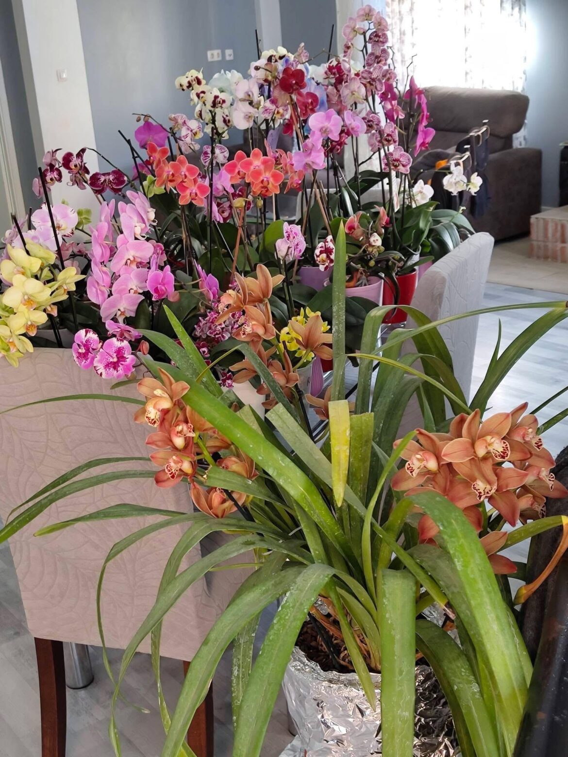 My sister might have a tiny orchid problem 🌸