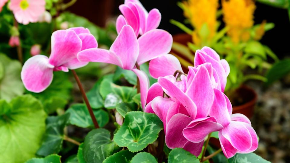 Close up of delicate small vivid pink flowers of Cyclamen persicum, commonly known as Persian or florist's cyclamen, in a pot in a garden in a sunny summer day, floral background in soft focus