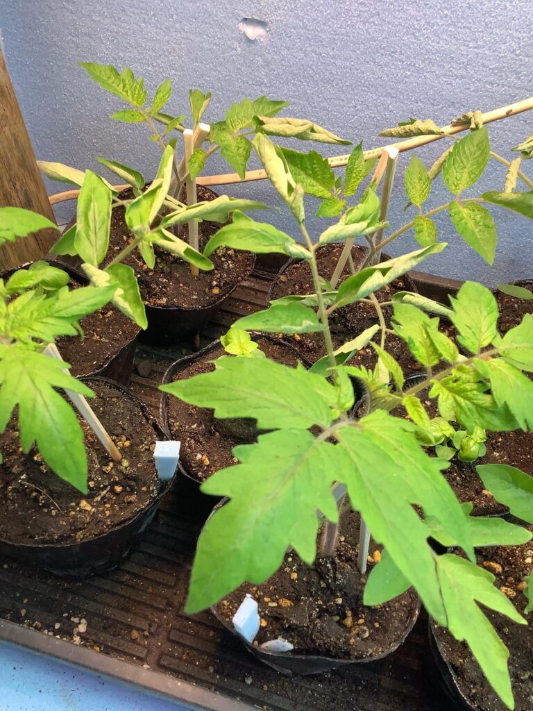 トマトの苗を育ててるのだけれども葉が丸まり始めて困ってます