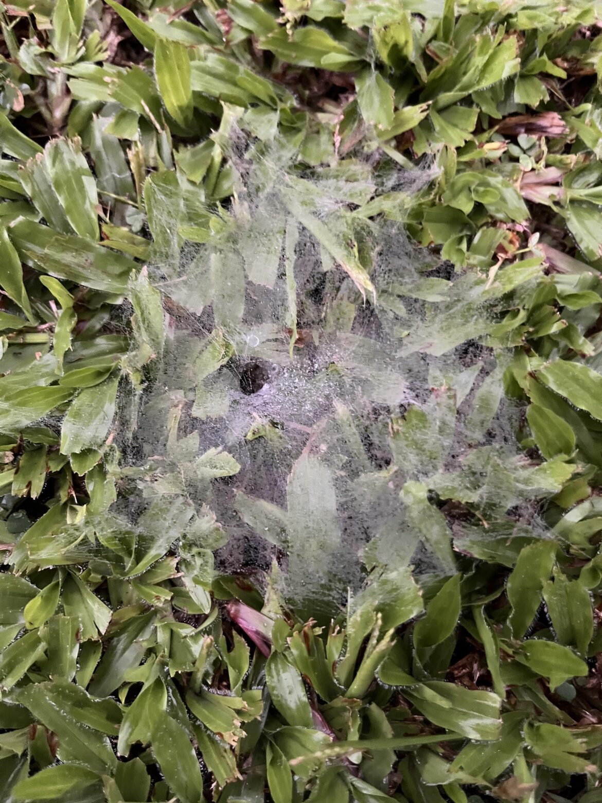 Spider webs all over the lawn