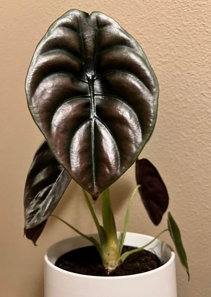 Checking off my wish list plants! Obsessed with this Cuprea 😍