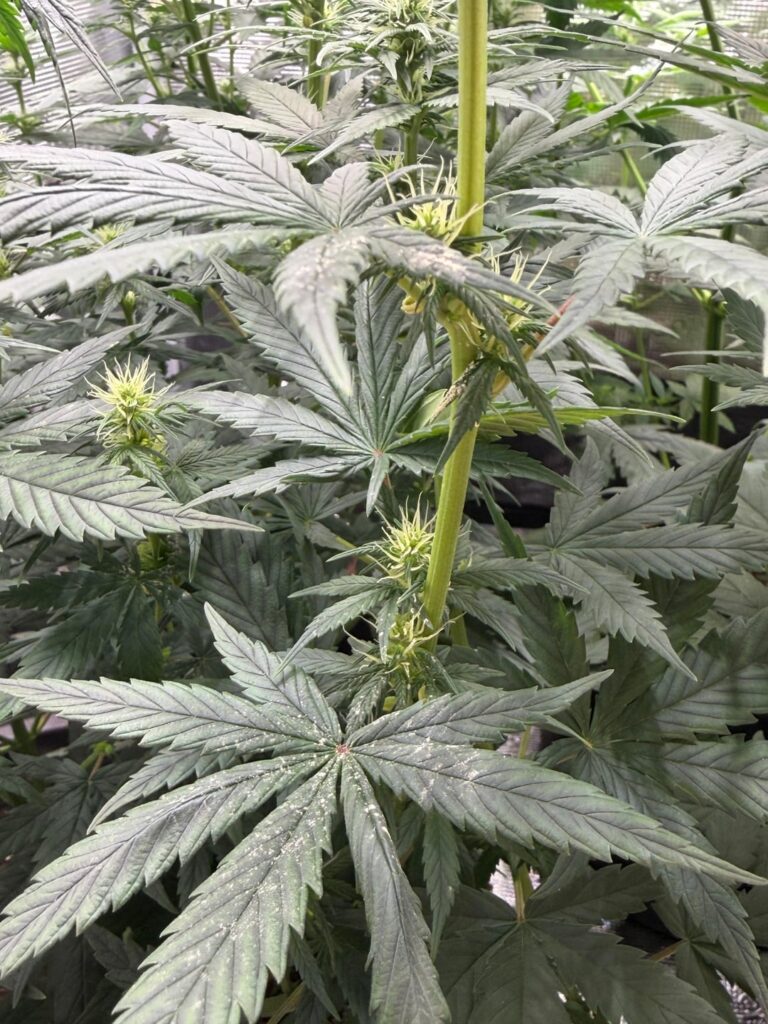 What the fuck is this thing 😭