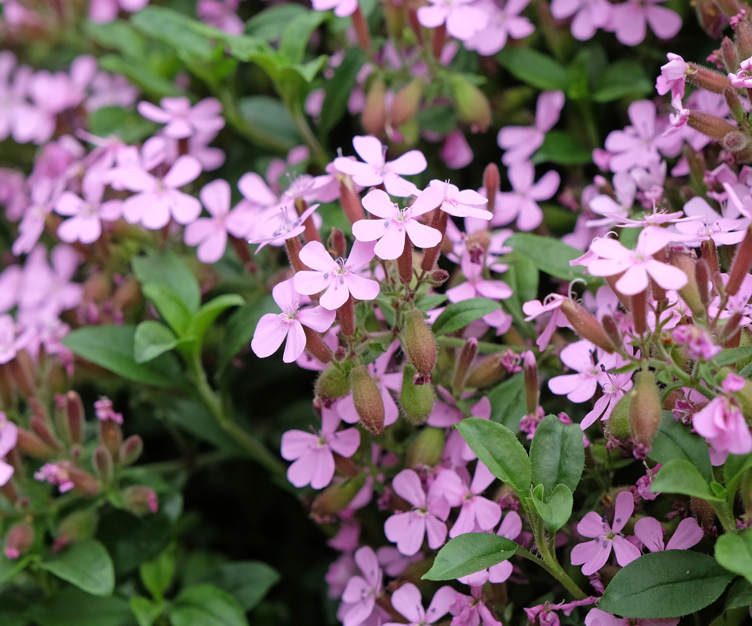 Soapwort, Saponaria Ocymoides