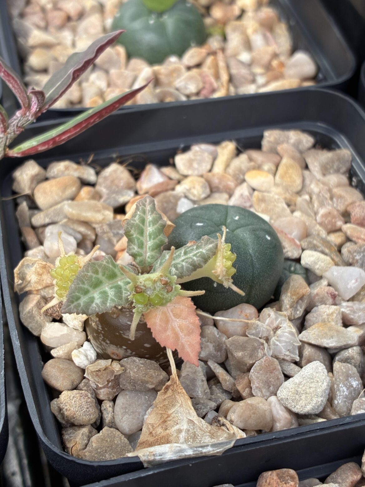 Mini volunteer Dorstenia lancifolia flowering