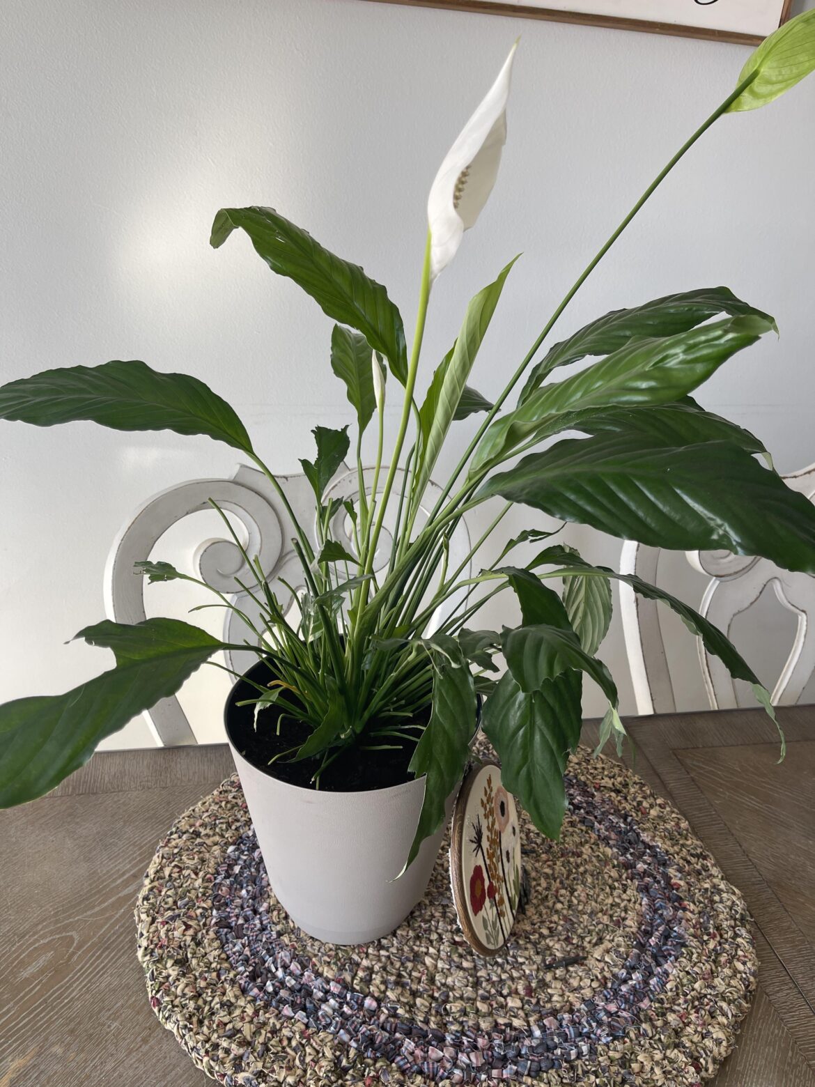 Will my peace lilly be ok? Will my peace lilly be ok?