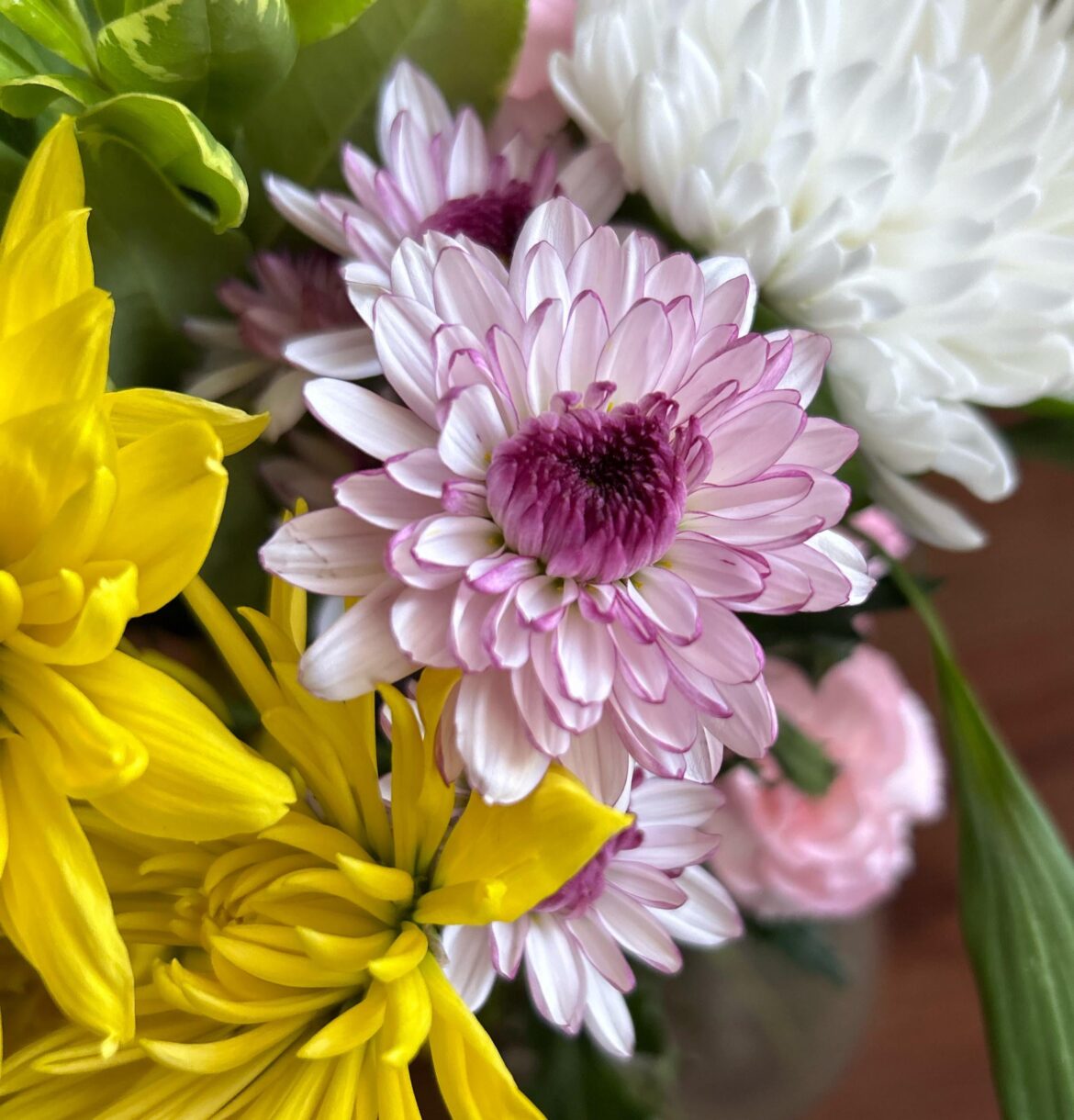 How can I grow this in my garden?