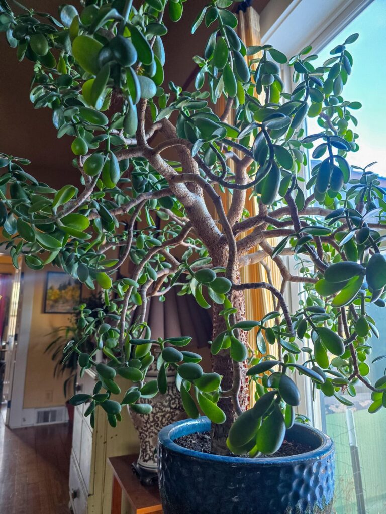 Jade Plant Watering Question