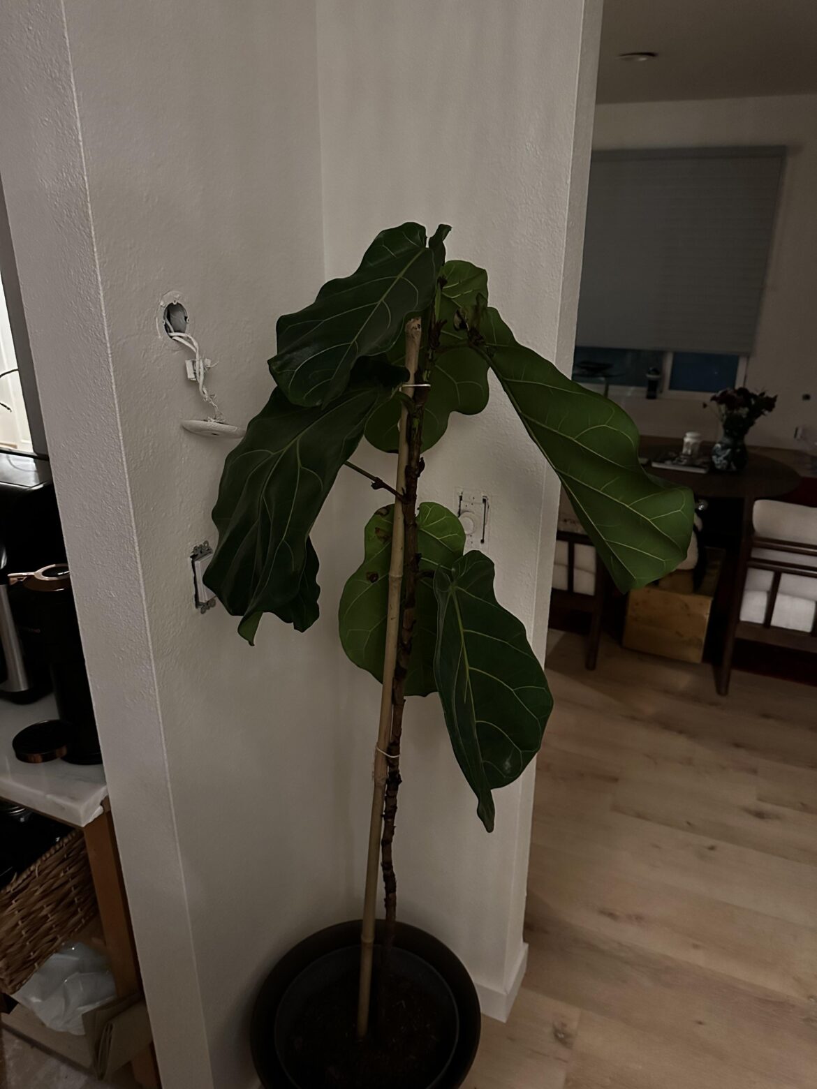 What is wrong with my fiddle leaf tree?