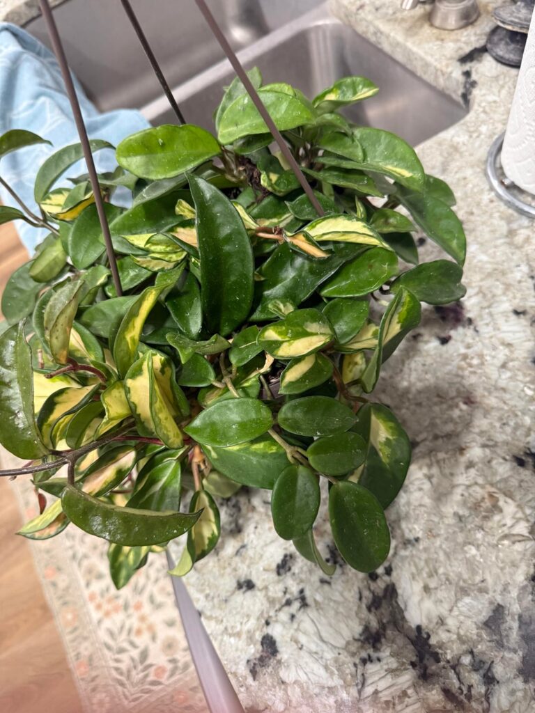 Please Read description.