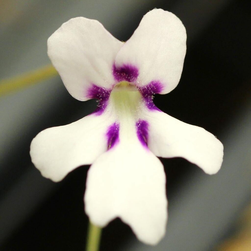 Pinguicula ‘ANPA A’ 🤍💜